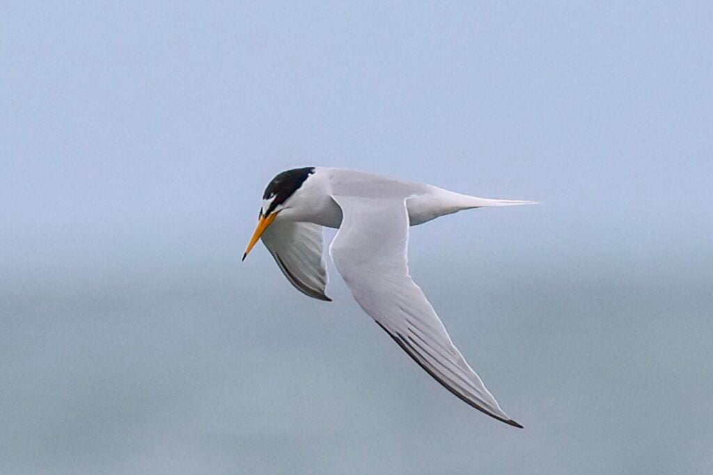 Little Tern