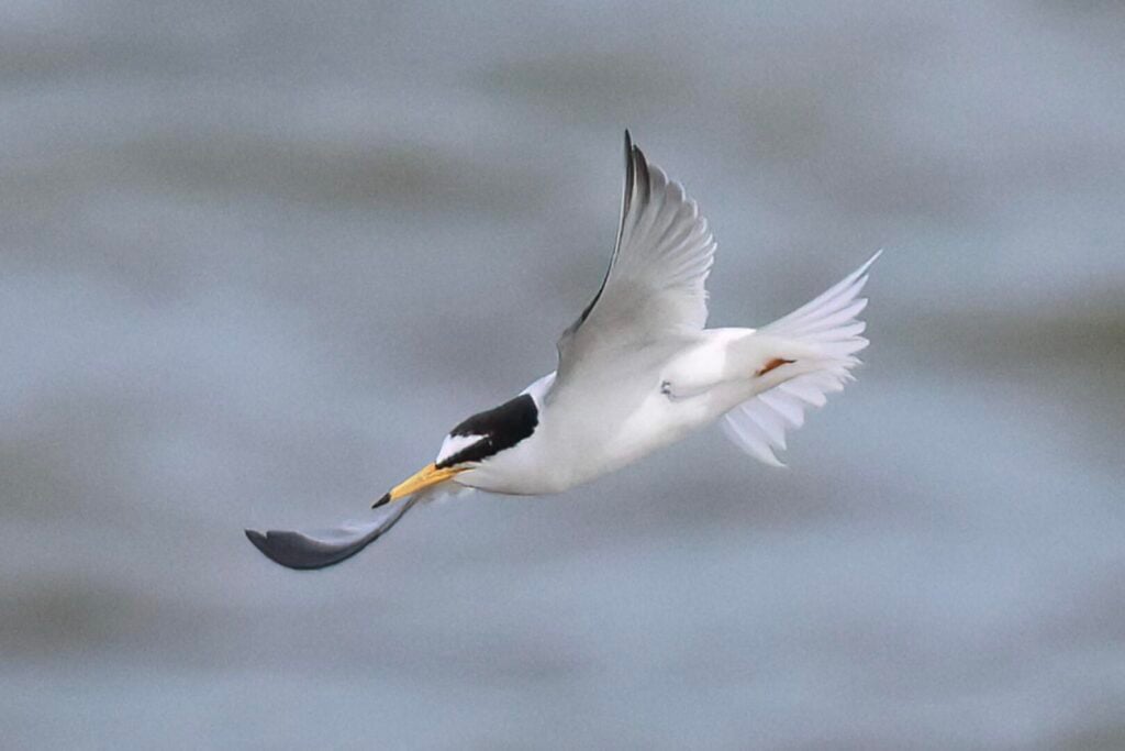 Little Tern