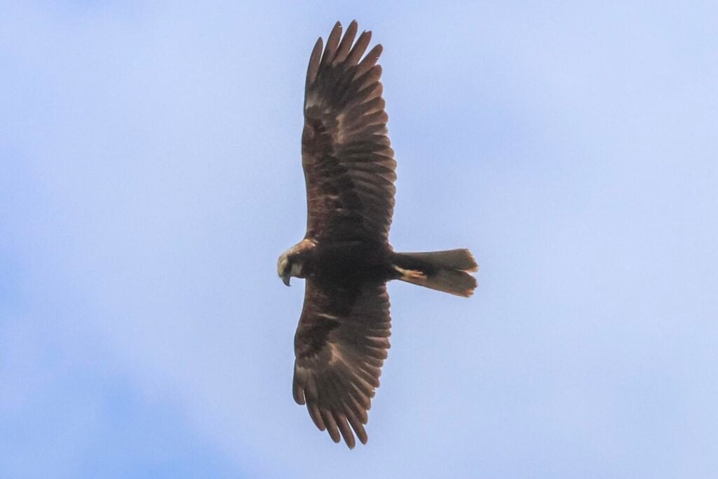 Marsh Harrier
