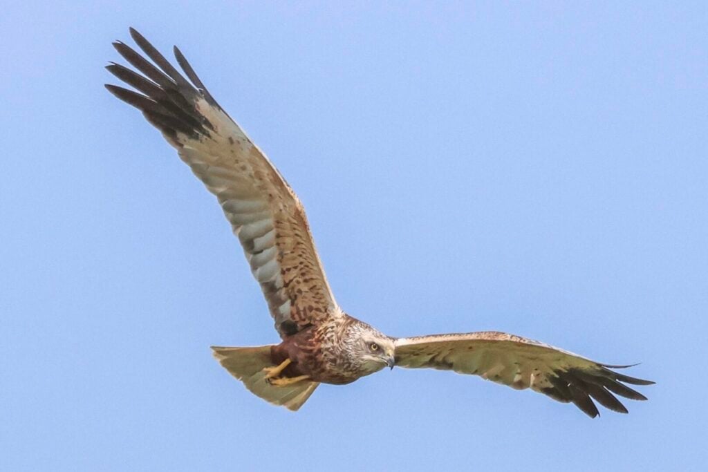 Marsh Harrier