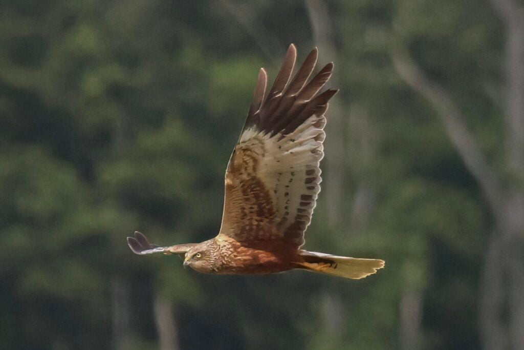 Marsh Harrier