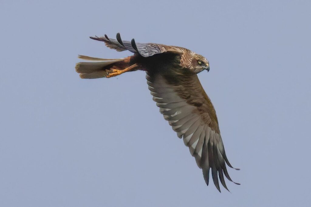 Marsh Harrier