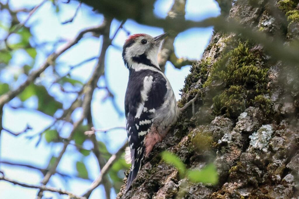 Middle Spotted Woodpecker