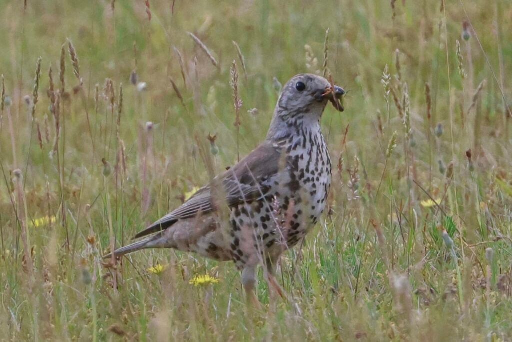 Mistle Thrush