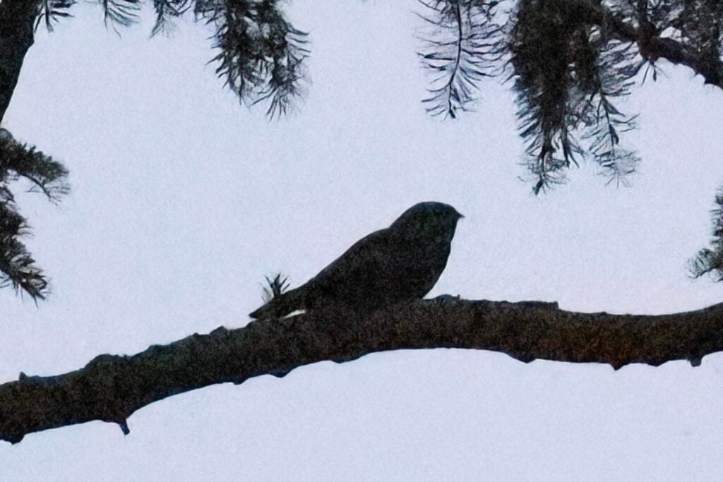 Nightjar