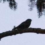 Nightjar
