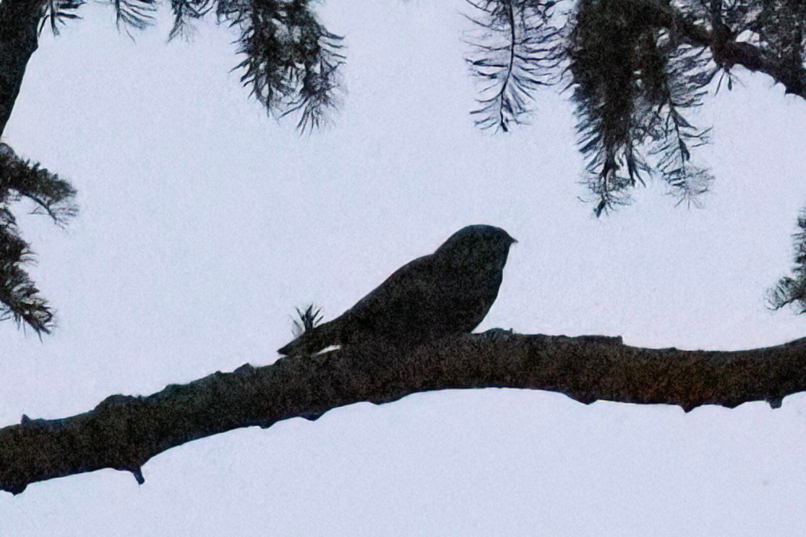 Nightjar