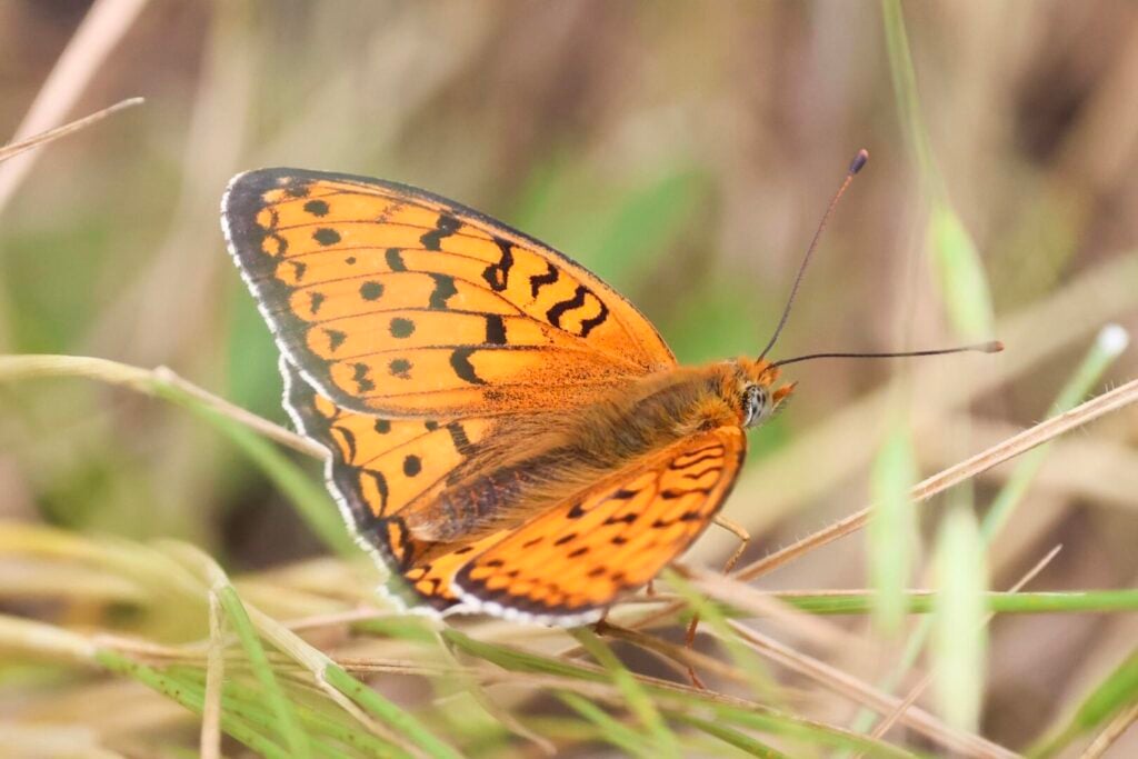 Niobe Fritillary