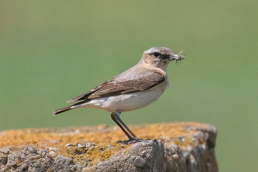 Northern Wheatear