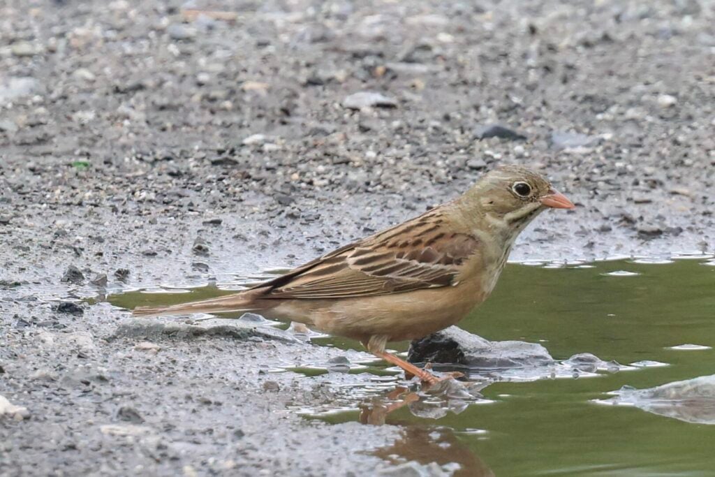 Ortolan Bunting