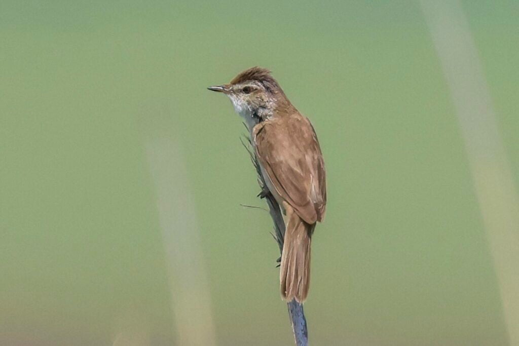 Paddyfield Warbler