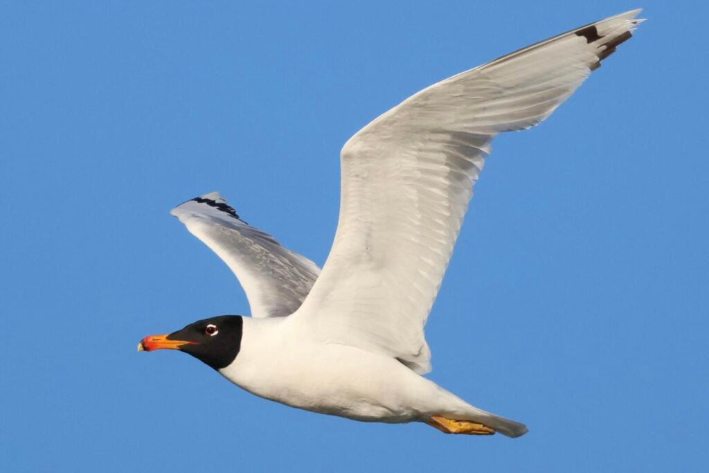 Pallas's Gull