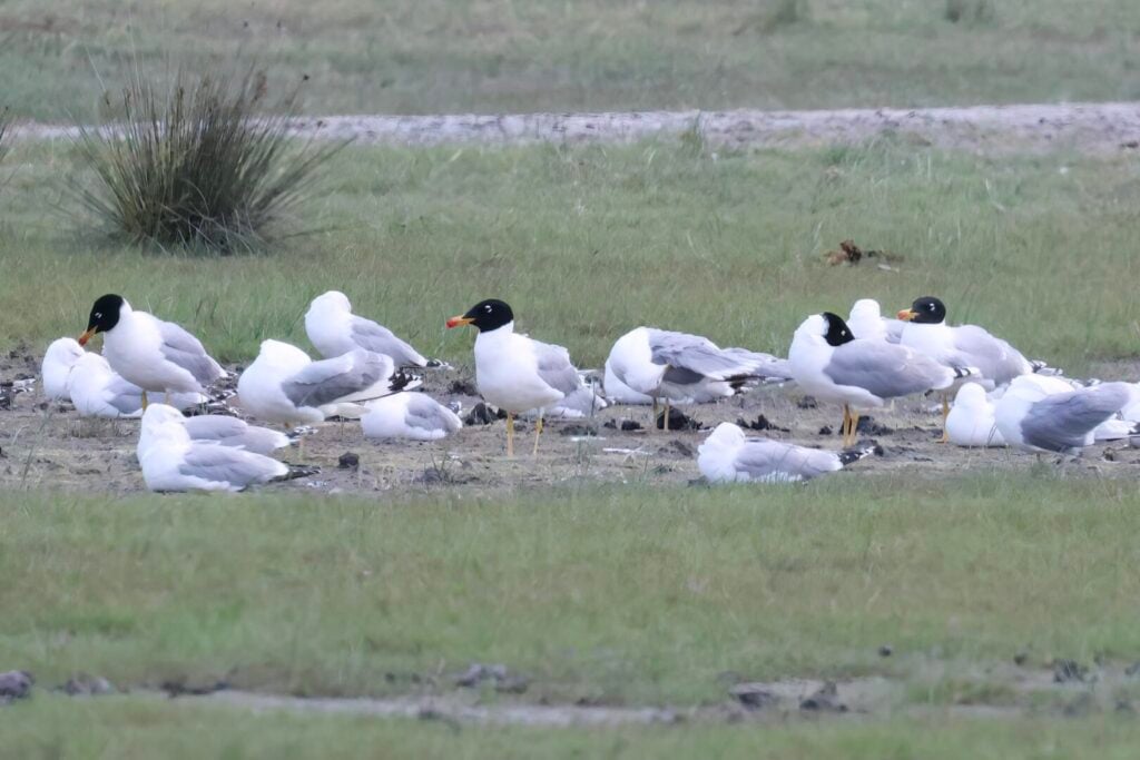 Pallas's Gulls
