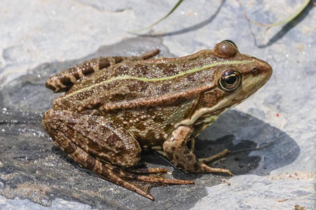Pelophylax sp