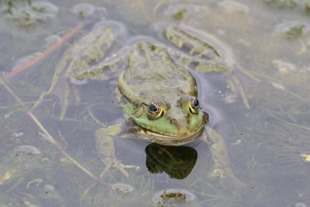 Frog Pelophylax sp