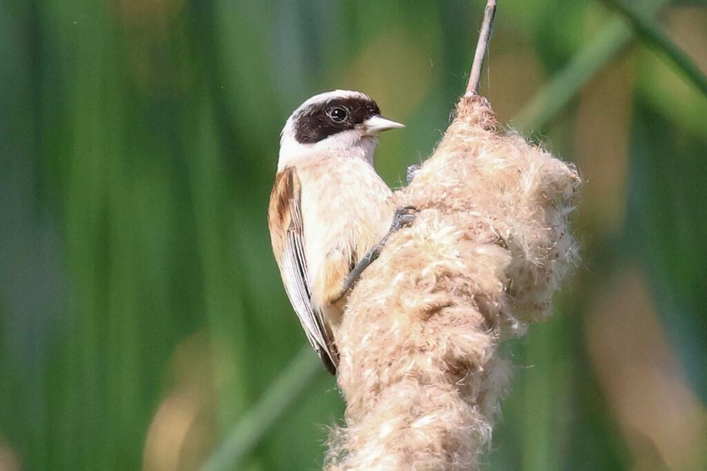 Penduline Tit