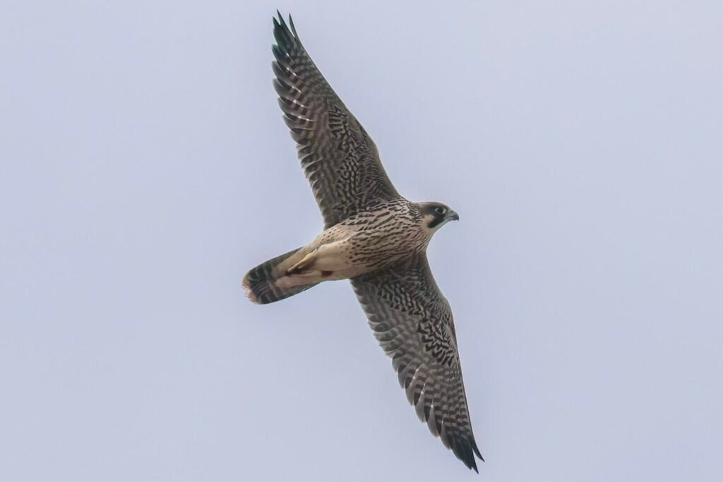 Peregrine 