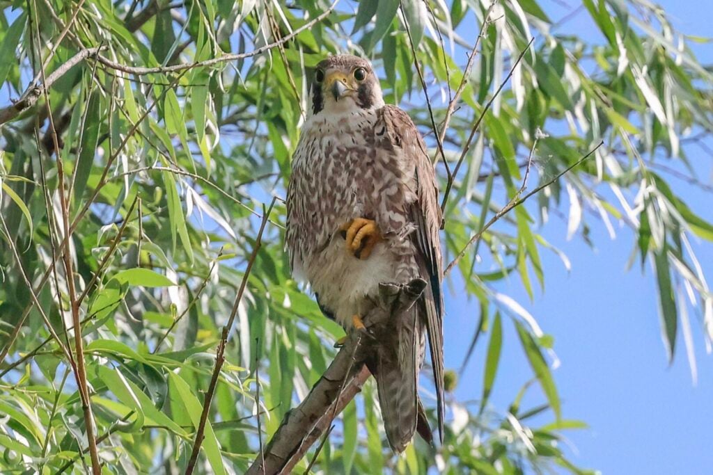 Peregrine