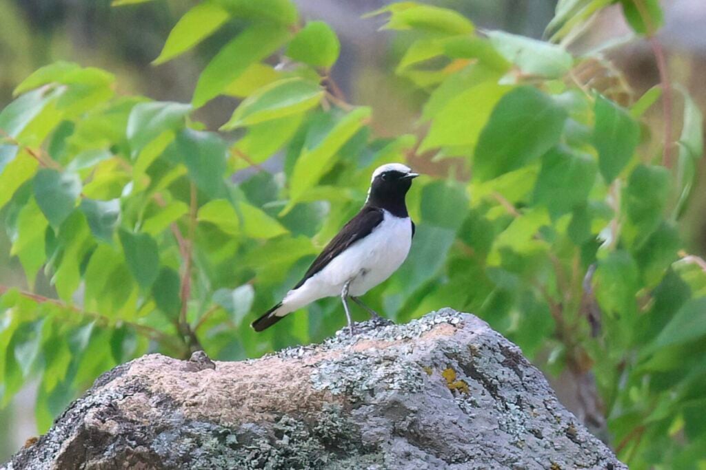 Pied Wheatear