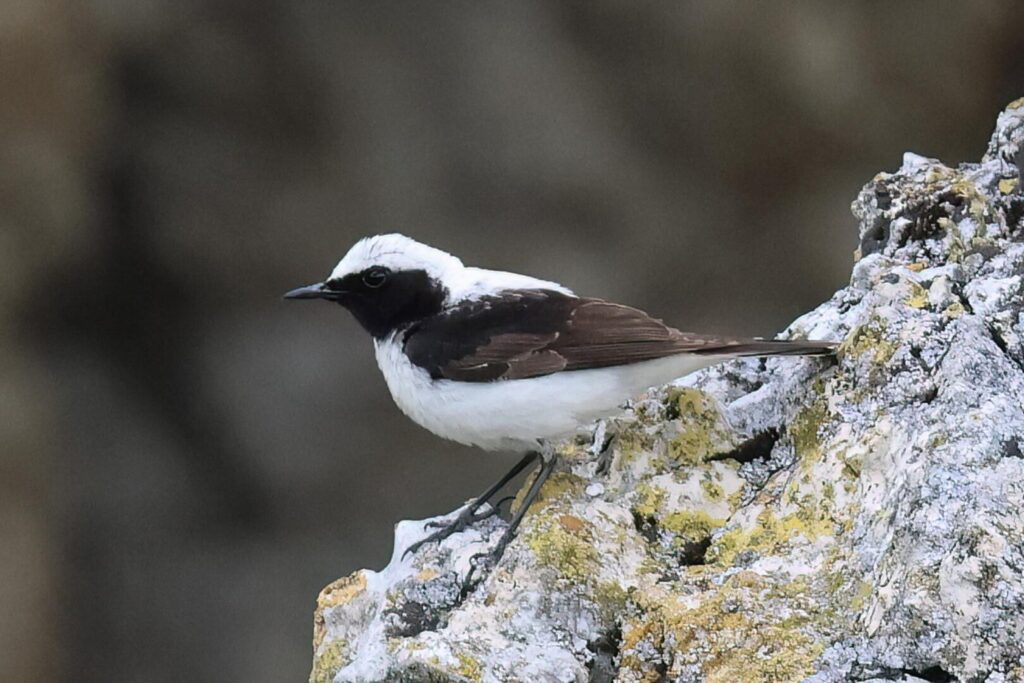 Pied x Eastern Black-eared Wheatear