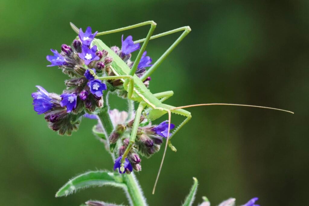 Predatory Bush-Cricket Saga pedo