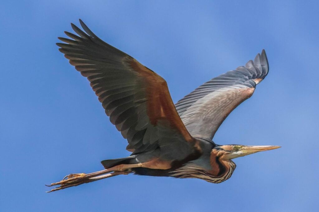 Purple Heron