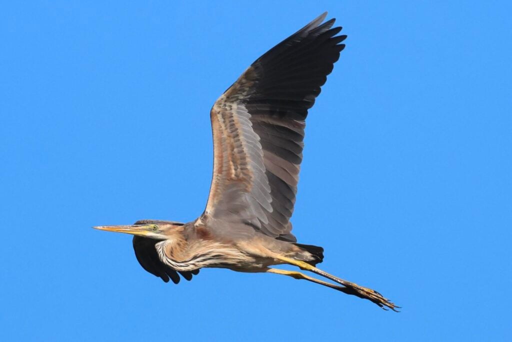 Purple Heron