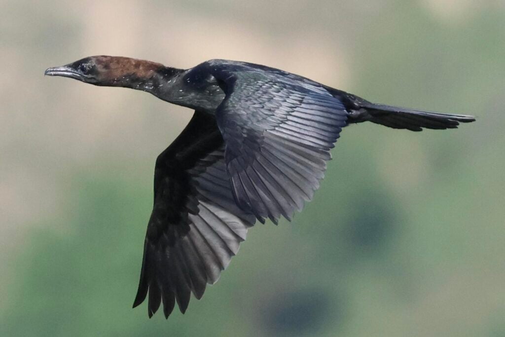Pygmy Cormorant