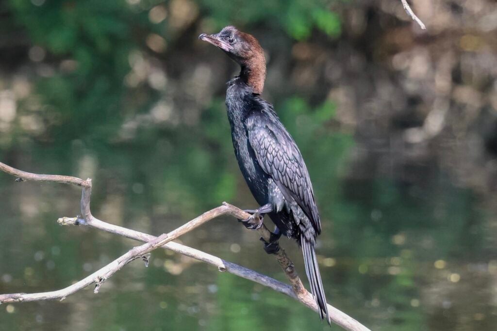 Pygmy Cormorant