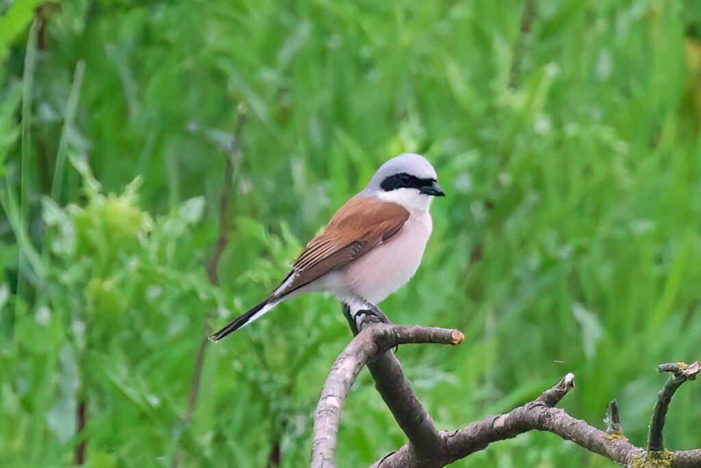 Red-backed Shrike