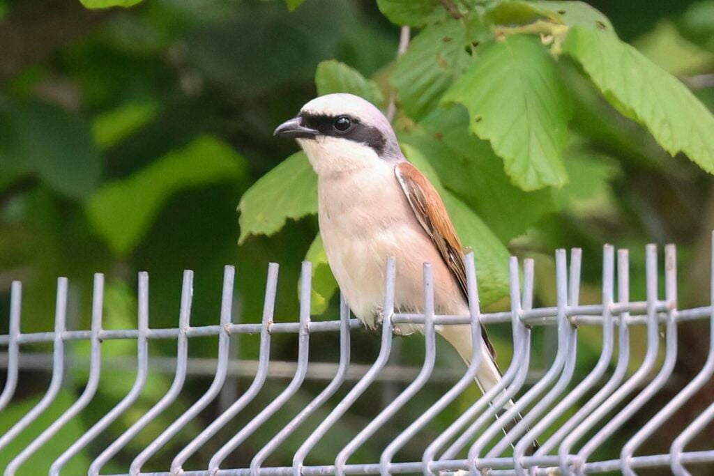 Red-backed Shrike