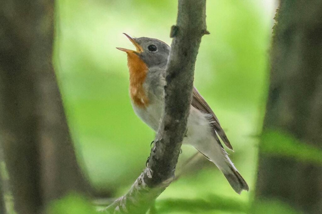 Red-breasted Flycatcher
