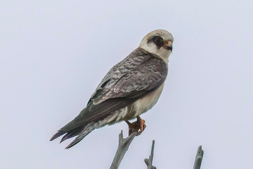 Red-footed Falcon