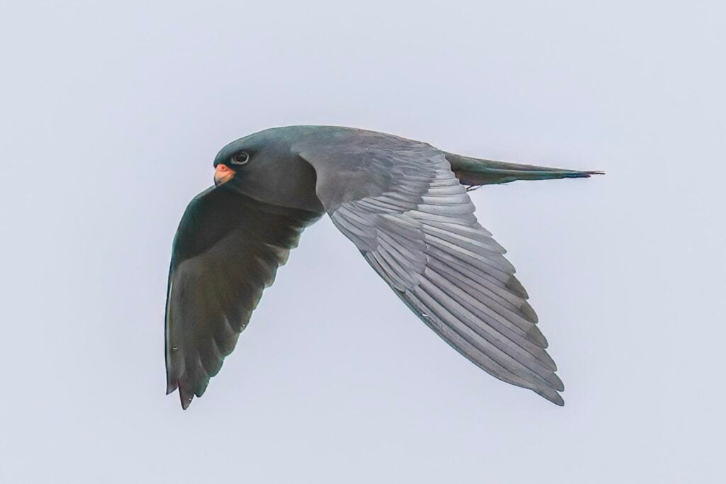 Red-footed Falcon
