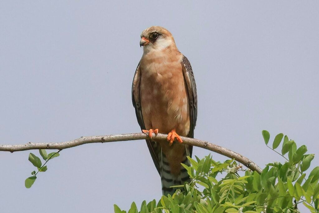 Red-footed Falcon