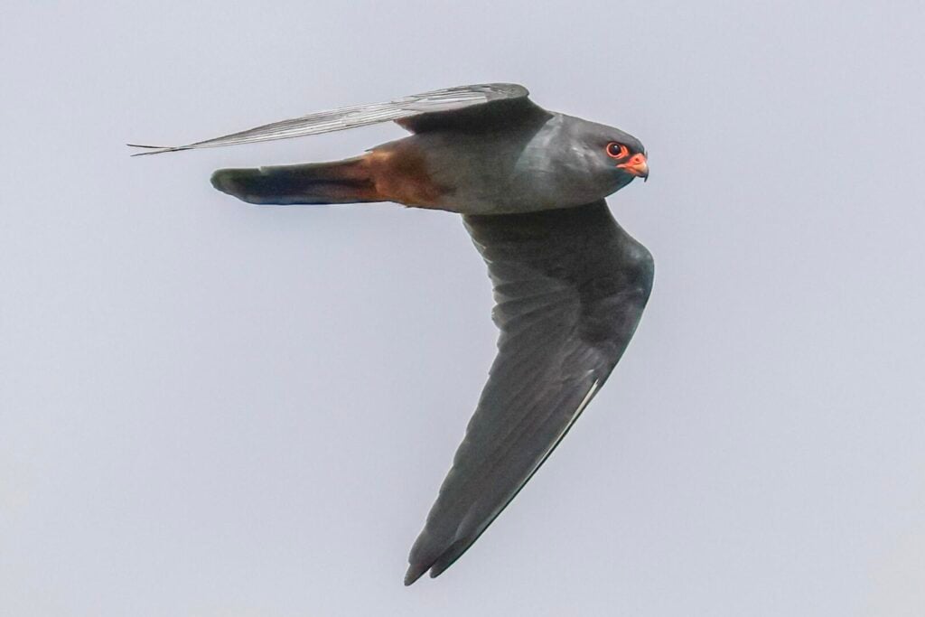 Red-footed Falcon