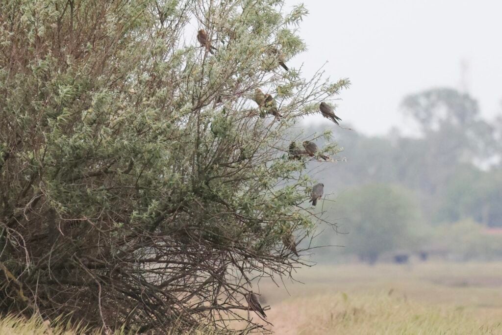 Red-footed Falcons
