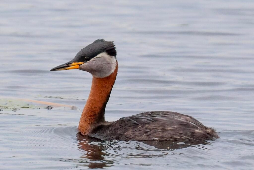 Red-necked Grebe