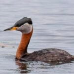 Red-necked Grebe