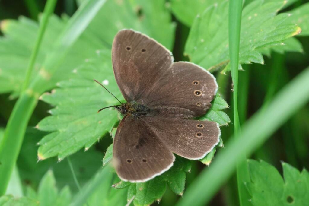 Ringlet