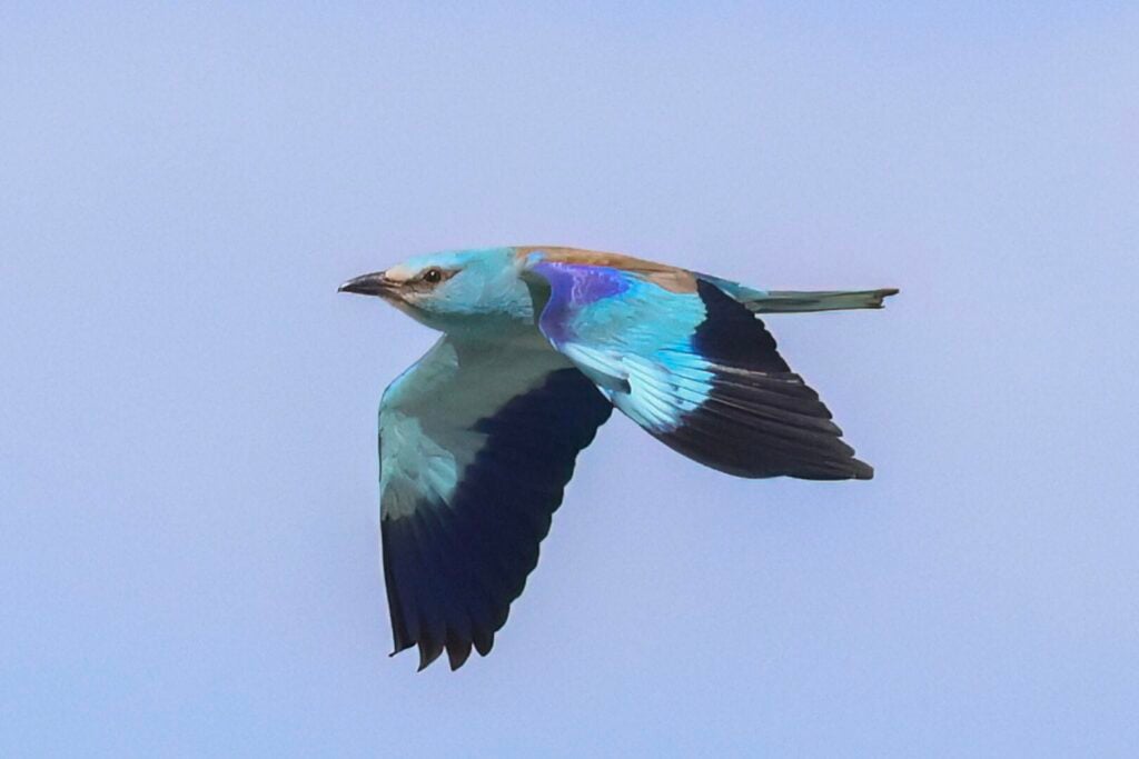 Roller