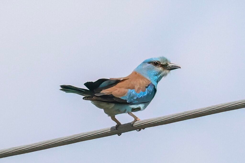 Roller