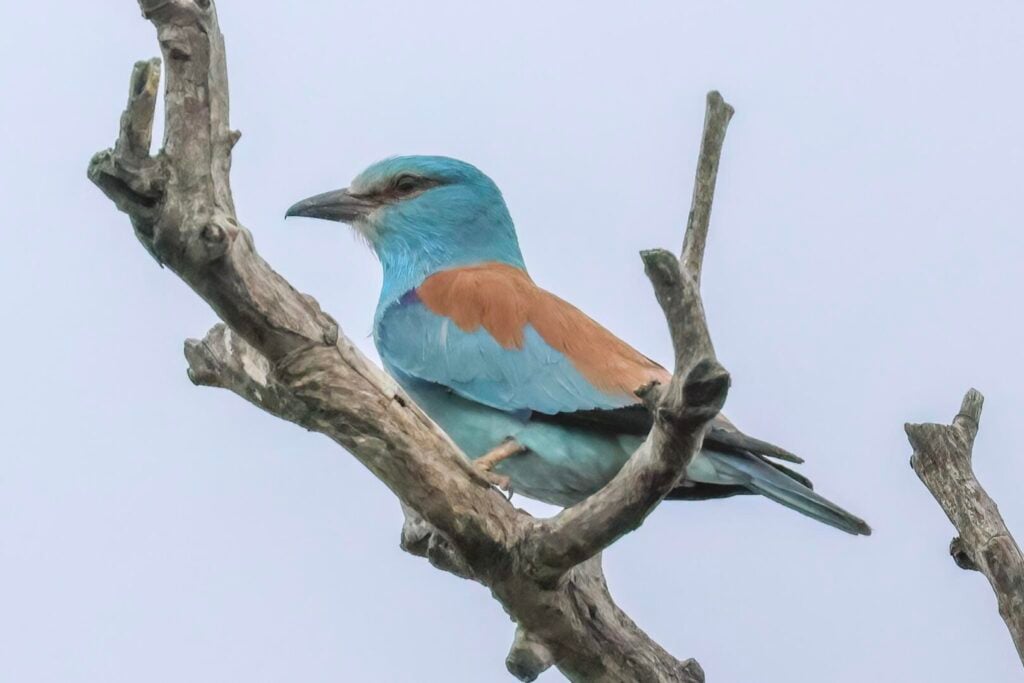 Roller