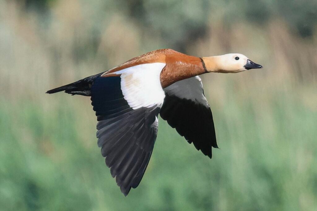 Ruddy Shelduck