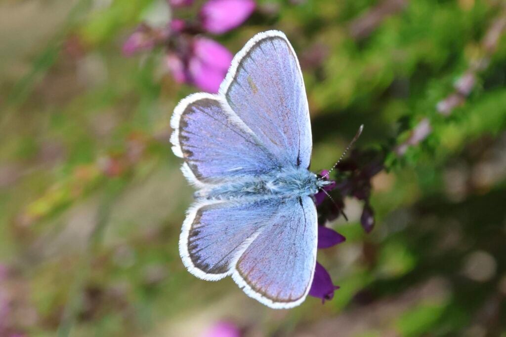 Silver-studded Blue