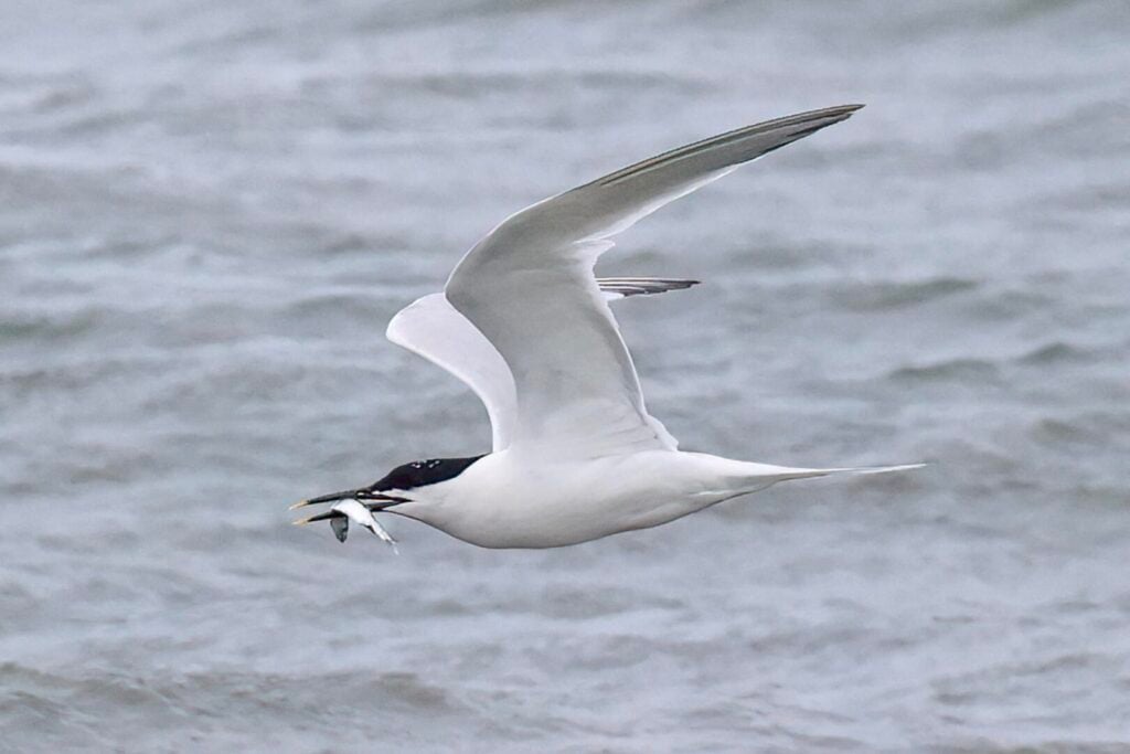 Sandwich Tern