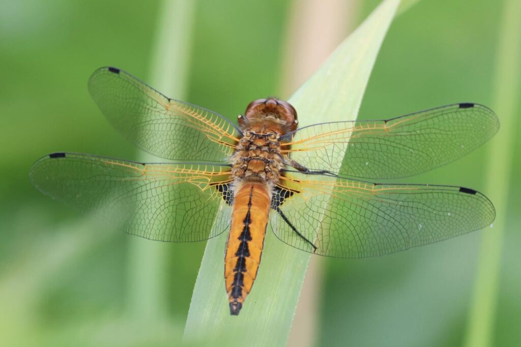 Scarce Chaser