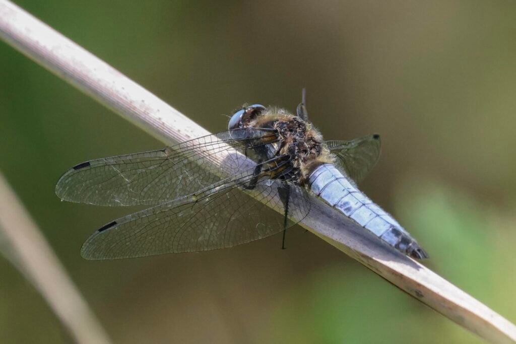 Scarce Chaser