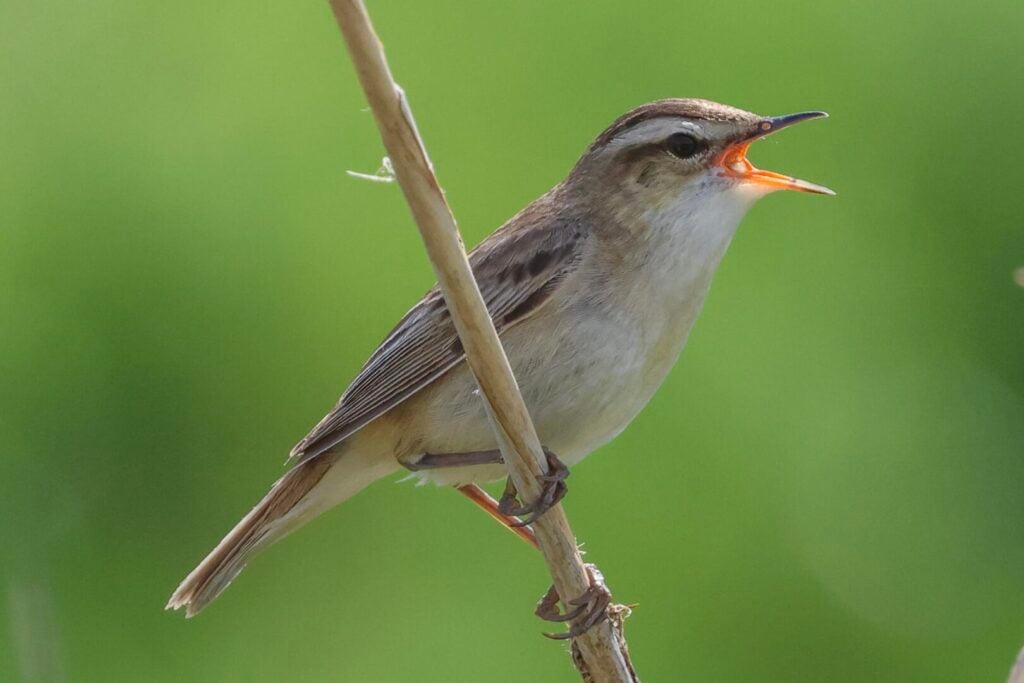 Sedge Warbler