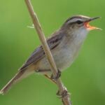 Sedge Warbler